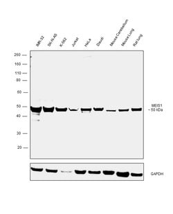 Invitrogen MEIS1 Recombinant Rabbit Monoclonal Antibody (JA13-26) 100 &mu;L;