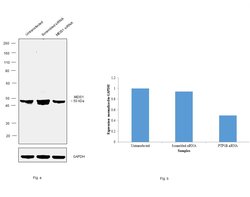 Invitrogen MEIS1 Recombinant Rabbit Monoclonal Antibody (JA13-26) 100 &mu;L;