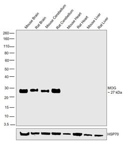 Invitrogen MOG Recombinant Rabbit Monoclonal Antibody (JM23-06) 100 &mu;L | Buy Online | Invitrogen&trade; | Fisher Scientific