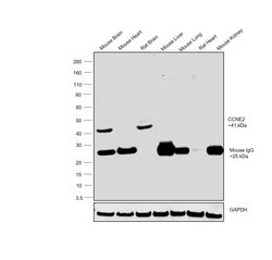 Invitrogen Cyclin E2 Monoclonal Antibody (40-89) 100 &mu;L; Unconjugated:Antibodies,
