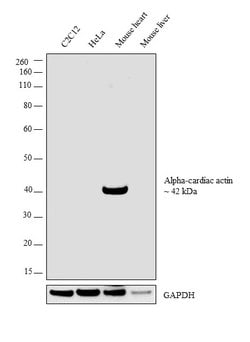 Invitrogen alpha-Cardiac Actin Monoclonal Antibody (33-32) 100 &mu;L; Unconjugated:Antibodies,
