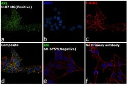Invitrogen Axl Monoclonal Antibody (C4-A8) 100 &mu;L; Unconjugated:Antibodies,