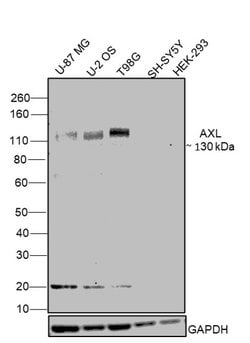 Invitrogen Axl Monoclonal Antibody (C4-A8) 100 &mu;L; Unconjugated:Antibodies,