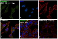 Invitrogen Syntenin 1 Monoclonal Antibody (2B8) 100 &mu;L; Unconjugated:Antibodies,