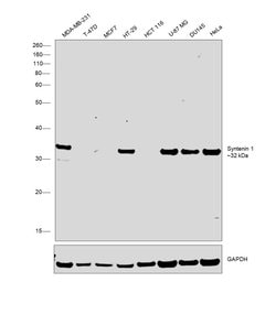Invitrogen Syntenin 1 Monoclonal Antibody (2B8) 100 &mu;L; Unconjugated:Antibodies,