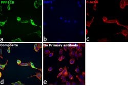 Invitrogen PP1 beta Recombinant Rabbit Monoclonal Antibody (2E9) 100 &mu;L;