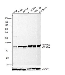 Invitrogen PP1 beta Recombinant Rabbit Monoclonal Antibody (2E9) 100 &mu;L;