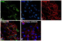 Invitrogen PKM2 Monoclonal Antibody (1F2) 100 &mu;L; Unconjugated:Antibodies,