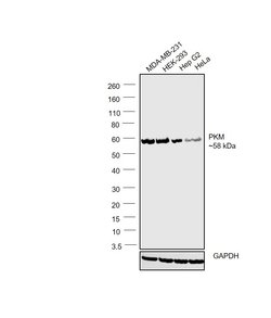 Invitrogen PKM2 Monoclonal Antibody (1F2) 100 &mu;L; Unconjugated:Antibodies,