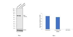 Invitrogen PKM2 Monoclonal Antibody (1F2) 100 &mu;L; Unconjugated:Antibodies,