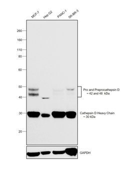 Invitrogen Cathepsin D Monoclonal Antibody (CTD-19) 100 &mu;g | Buy Online | Invitrogen&trade; | Fisher Scientific