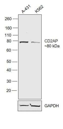 Invitrogen CD2AP Monoclonal Antibody (5F8) 100 &mu;g; Unconjugated:Antibodies,