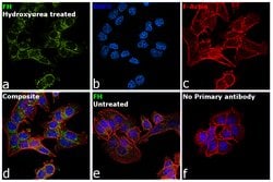 Invitrogen Fumarase Monoclonal Antibody (9D8) 100 &mu;g; Unconjugated:Antibodies,