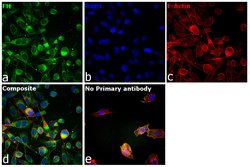 Invitrogen Fumarase Monoclonal Antibody (9D8) 100 &mu;g; Unconjugated:Antibodies,