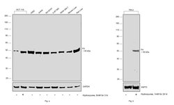 Invitrogen Fumarase Monoclonal Antibody (9D8) 100 &mu;g; Unconjugated:Antibodies,