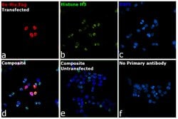 Invitrogen™ 6x-His Tag Recombinant Rabbit Monoclonal Antibody (RM146)