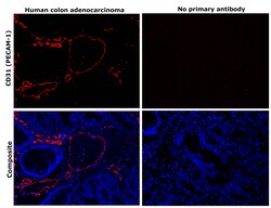Invitrogen CD31 Recombinant Rabbit Monoclonal Antibody (RM247) 100 &mu;L;