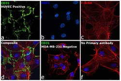 Invitrogen CD31 Recombinant Rabbit Monoclonal Antibody (RM247) 100 &mu;L;