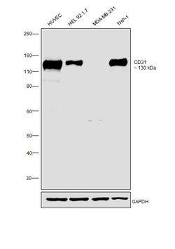Invitrogen CD31 Recombinant Rabbit Monoclonal Antibody (RM247) 100 &mu;L;
