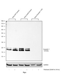 Invitrogen Caveolin 1 Recombinant Rabbit Monoclonal Antibody (RM325) 100
