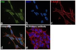 FTO Monoclonal Antibody (5-2H10):Antibodies, Monoclonal