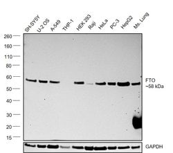 FTO Monoclonal Antibody (5-2H10):Antibodies, Monoclonal