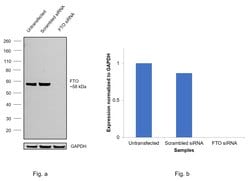 FTO Monoclonal Antibody (5-2H10):Antibodies, Monoclonal