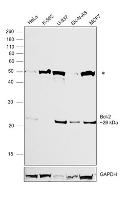 Invitrogen Bcl-2 Recombinant Rabbit Monoclonal Antibody (2C6) 100 &mu;L | Buy Online | Invitrogen&trade; | Fisher Scientific