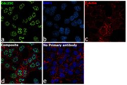 Invitrogen Cdc25C Recombinant Rabbit Monoclonal Antibody (3E6) 100 &mu;L;