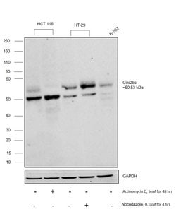 Invitrogen Cdc25C Recombinant Rabbit Monoclonal Antibody (3E6) 100 &mu;L;