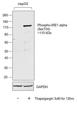 Invitrogen Phospho-IRE1 alpha (Ser724) Recombinant Rabbit Monoclonal Antibody