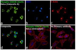 Invitrogen Phospho-GSK3B (Ser9) Recombinant Rabbit Monoclonal Antibody