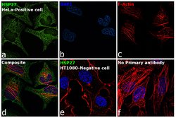 Invitrogen HSP27 Recombinant Rabbit Monoclonal Antibody (10C11) 100 &mu;L;
