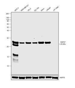 Invitrogen HSP27 Recombinant Rabbit Monoclonal Antibody (10C11) 100 &mu;L;