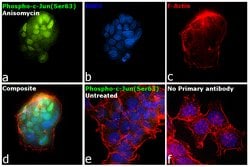 Invitrogen Phospho-c-Jun (Ser63) Recombinant Rabbit Monoclonal Antibody (4A11) 100 &mu;L | Buy Online | Invitrogen&trade; | Fisher Scientific