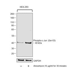 Invitrogen Phospho-c-Jun (Ser63) Recombinant Rabbit Monoclonal Antibody (4A11) 100 &mu;L | Buy Online | Invitrogen&trade; | Fisher Scientific