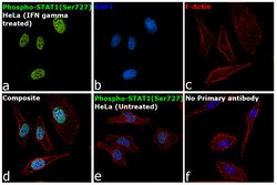 Invitrogen Phospho-STAT1 (Ser727) Recombinant Rabbit Monoclonal Antibody (2H10) 100 &mu;L | Buy Online | Invitrogen&trade; | Fisher Scientific
