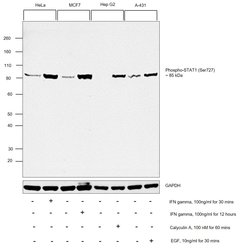 Invitrogen Phospho-STAT1 (Ser727) Recombinant Rabbit Monoclonal Antibody (2H10) 100 &mu;L | Buy Online | Invitrogen&trade; | Fisher Scientific