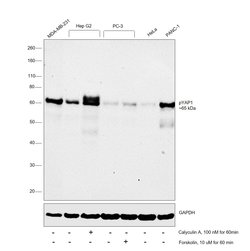 Invitrogen Phospho-YAP1 (Ser127) Recombinant Rabbit Monoclonal Antibody