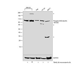 Invitrogen Phospho-Nrf2 (Ser40) Recombinant Rabbit Monoclonal Antibody