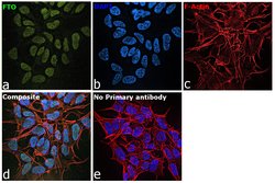 Invitrogen FTO Recombinant Rabbit Monoclonal Antibody (4G9) 100 &mu;L;