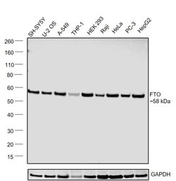 Invitrogen FTO Recombinant Rabbit Monoclonal Antibody (4G9) 100 &mu;L;