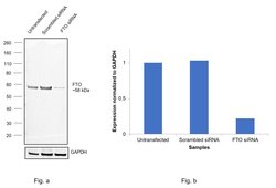 Invitrogen FTO Recombinant Rabbit Monoclonal Antibody (4G9) 100 &mu;L;