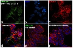 Invitrogen CXCL10 Monoclonal Antibody (6D4) 100 &mu;g; Unconjugated:Antibodies,
