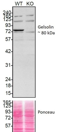 Invitrogen Gelsolin Recombinant Rabbit Monoclonal Antibody (JB36-68) 100 &mu;L | Buy Online | Invitrogen&trade; | Fisher Scientific