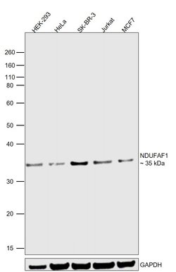 Invitrogen NDUFAF1 Recombinant Rabbit Monoclonal Antibody (JE47-18) 100