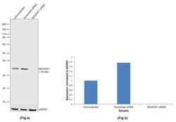 Invitrogen NDUFAF1 Recombinant Rabbit Monoclonal Antibody (JE47-18) 100