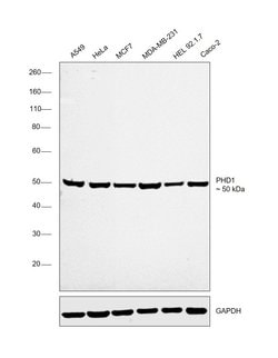Invitrogen PHD1 Recombinant Rabbit Monoclonal Antibody (3G4) 100 &mu;L;