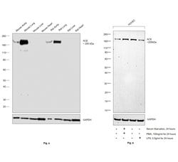 Invitrogen ACE Recombinant Rabbit Monoclonal Antibody (1C9J3) 100 &mu;L;