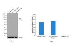 Invitrogen MLH1 Recombinant Rabbit Monoclonal Antibody (8K1T2) 100 &mu;L;